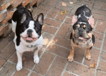 two dogs standing next to each other on a brick floor