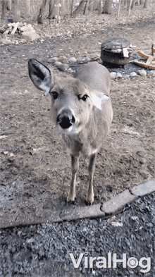 a deer is standing on a gravel road and looking at the camera with the words viralhog written below it