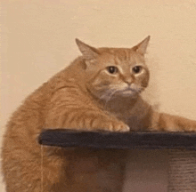 a cat is sitting on top of a scratching post and looking at the camera .