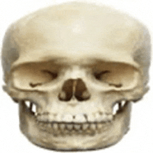 a close up of a human skull with teeth and a smile on a white background .