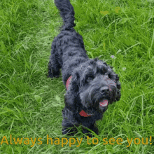 a black dog is standing in the grass with the words " always happy to see you " above it