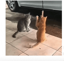 two cats standing next to each other on a sidewalk