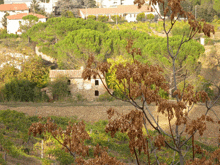 a tree with brown leaves is in the foreground of a field