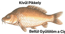 a picture of a fish with the words kivul pikkely