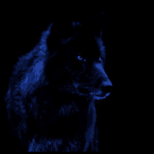 a close up of a wolf with red eyes in the dark