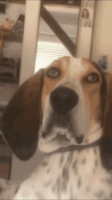 a brown and white dog looking at the camera