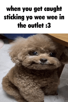 a picture of a poodle with the caption " when you get caught sticking yo wee wee in the outlet "