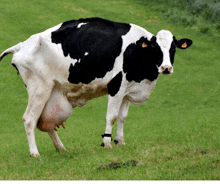 a black and white cow with a tag on its ear standing in a grassy field