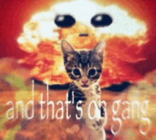 a cat is standing in front of an explosion with the words and that 's on gang