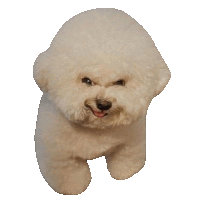 a small fluffy white dog with a slight smirk on its face