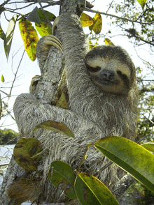 a sloth is hanging from a tree branch with leaves