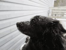 a black dog with snow on its face is looking up