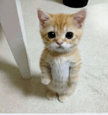 a small orange and white kitten standing on its hind legs