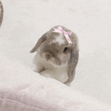 a small brown and white bunny rabbit with a pink bow on its head .