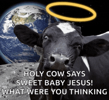 a picture of a cow with a halo and the words holy cow says sweet baby jesus