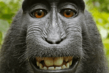 a close up of a monkey 's face shows its teeth