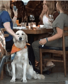 a dog wearing an orange bandana sits in front of a table with people