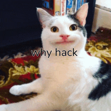 a cat is smiling with the words why hack above it