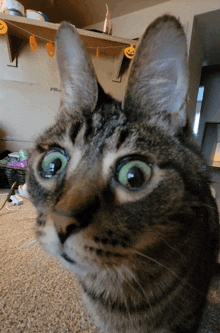 a close up of a cat 's face with a shelf behind it that says fra