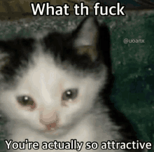 a picture of a cat with a caption that says what th fuck you 're actually so attractive