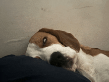 a brown and white dog is laying on a blue blanket