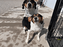 two dogs are standing next to each other on a concrete sidewalk