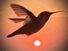 a hummingbird flies in front of a sunset