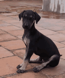 a black puppy is sitting on a tiled floor