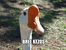 a white goose with an orange beak and the words bree kezos written on it