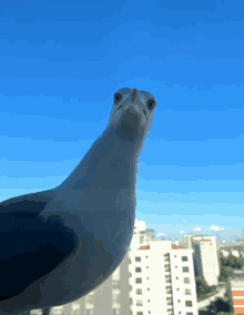 a seagull is looking at the camera with a blue sky in the background