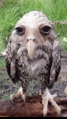 a close up of an owl with a long beak standing on a rock