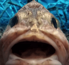 a close up of a fish 's face with its mouth wide open