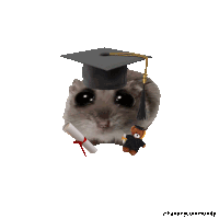 a hamster wearing a graduation cap with a teddy bear next to it