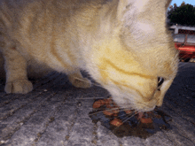 a cat drinking from a puddle of water