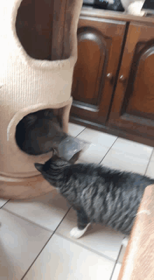 two cats are playing in a cat tree and one is looking at the other