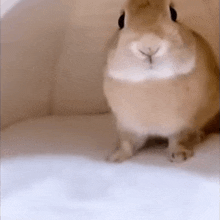 a close up of a brown and white rabbit sitting on a white surface .