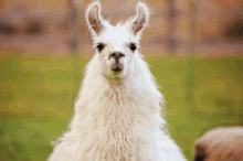 a close up of a white llama looking at the camera in a field .