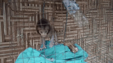 a small monkey is sitting in a cage with a bottle of water .