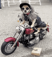 a small dog is sitting on a red motorcycle wearing sunglasses and a fur coat .