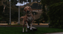 a dog is standing in front of a sign that says arthur 's river trail