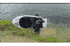 a man in a black shirt is standing next to a white boat that says ' shark ' on the side