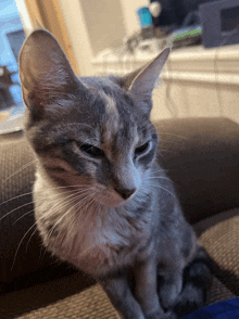 a gray and white cat sitting on a couch