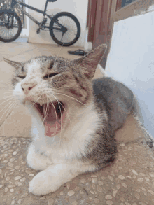 a cat with its mouth open and its tongue sticking out