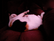 a calico cat is laying on its back on a couch