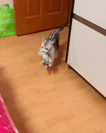 a cat is walking on a wooden floor carrying a stuffed animal in its mouth .