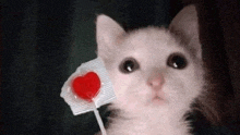 a white and black kitten is holding a heart shaped lollipop in its mouth .