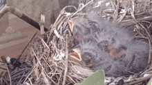 a baby bird is sitting in a nest with its beak open