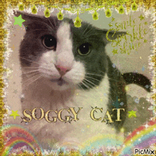 a picture of a cat with the name soggy cat written on it