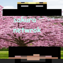 a picture of a cherry blossom tree with the words sakura network