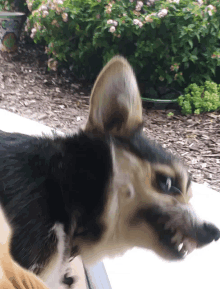 a close up of a dog 's ear with flowers in the background